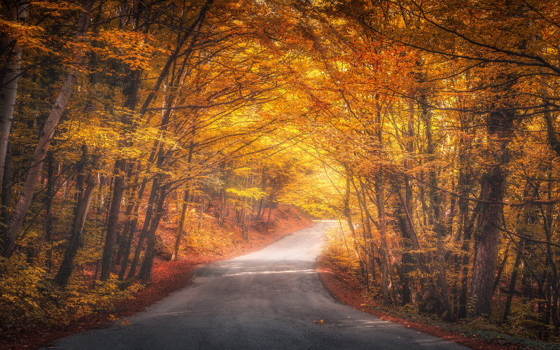 Farnell Land Rover's Guide To Autumn Driving